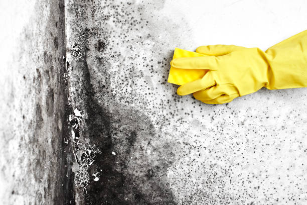 Best Preventive Mold Services in Hillsborough, CA