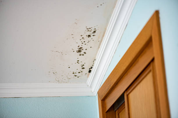 Best HVAC Mold Remediation in Hillsborough, CA