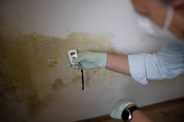 Hillsborough, CA Mold Remediation Company