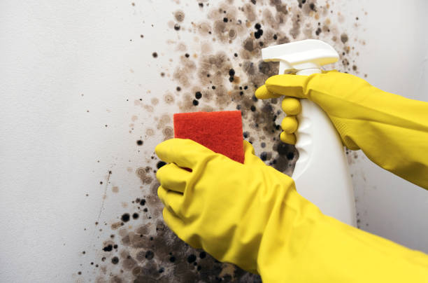 Best Bathroom Mold Remediation in Hillsborough, CA