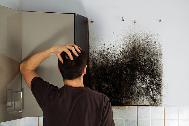 Best Kitchen Mold Remediation in Hillsborough, CA