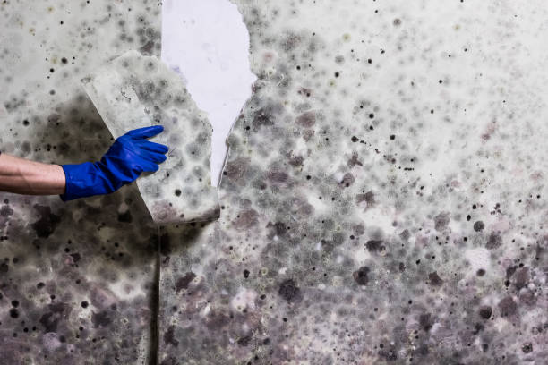 Best Localized Mold Remediation (e.g., coastal areas, humid climates) in Hillsborough, CA